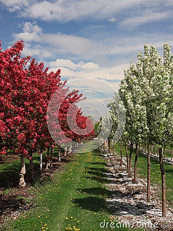 Orchard vertical view Stock Photo
