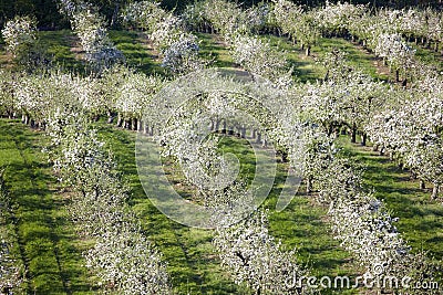 Orchards Stock Photo