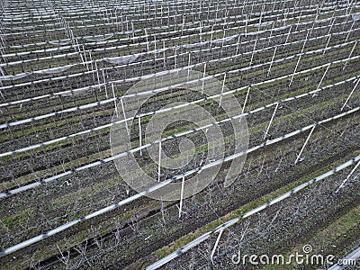 orchards are nets protecting the cherries from hailstorms and raids by starlings Stock Photo