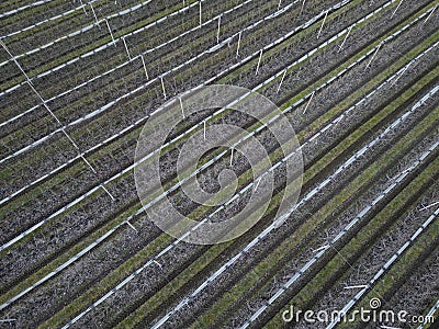 orchards are nets protecting the cherries from hailstorms and raids by starlings Stock Photo