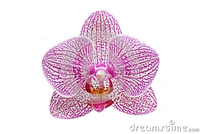 Orchid Stock Photo