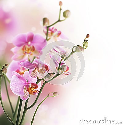 Orchid Stock Photo