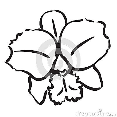 Orchid Vector Illustration