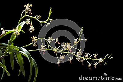 Orchid Stock Photo
