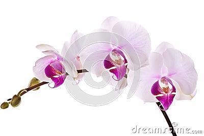 Orchid Stock Photo