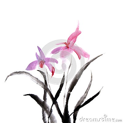 Orchid Stock Photo