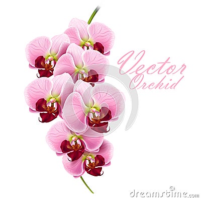 Orchid Vector Illustration