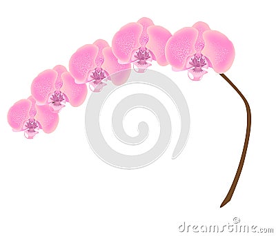 The Orchid Vector Illustration
