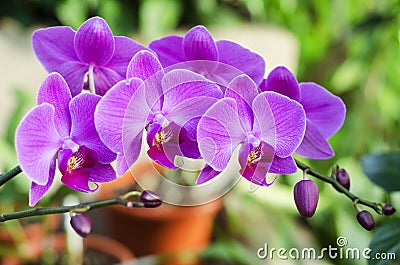 Orchid Stock Photo