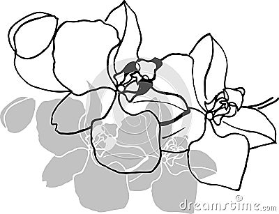Orchid Vector Illustration