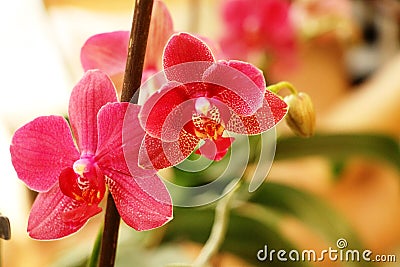 Orchid on a background Stock Photo