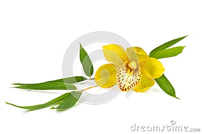 Orchid with bamboos leafs isolated on white background Stock Photo