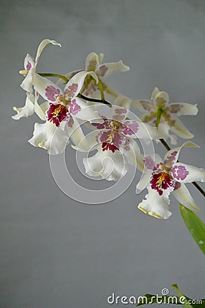 Orchid - beallara Tahoma Glacier Stock Photo