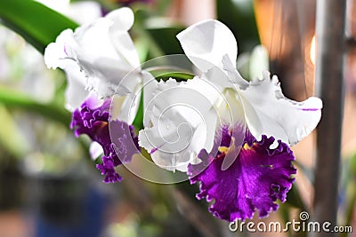 Orchid Stock Photo