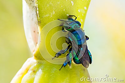 Orchid bee Stock Photo