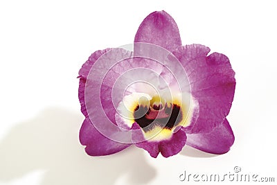 Orchid blossom (Orchidaceae), close-up Stock Photo