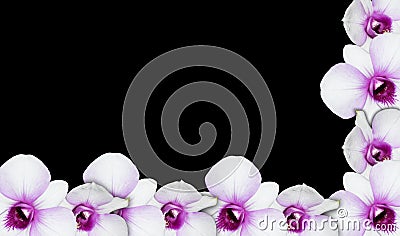 Orchid border Stock Photo