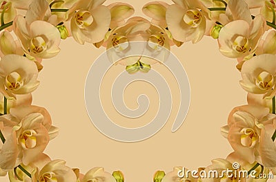 Orchid border for invitations etc Stock Photo