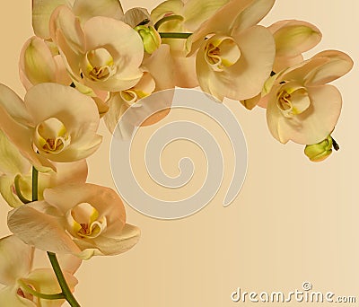 Orchid border for invitations etc Stock Photo