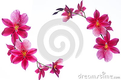 Orchid border isolated on a white background Stock Photo