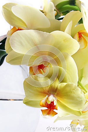 Orchid bouquet Stock Photo