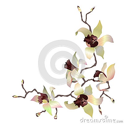 Orchid branch 4 Vector Illustration