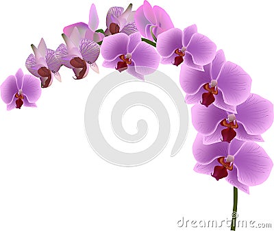 Orchid branch with lilac blooms on white Vector Illustration