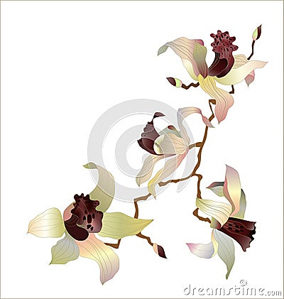 Orchid branch vector Vector Illustration