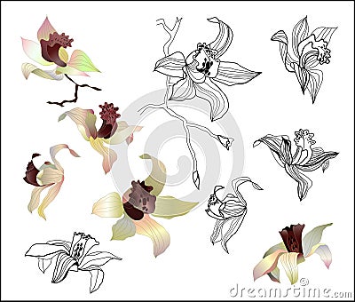 Orchid branch vector Vector Illustration