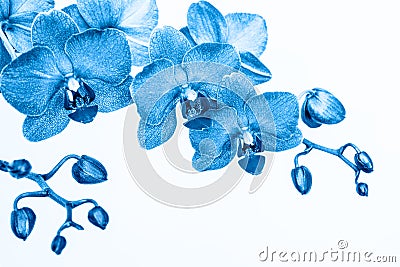 Orchid branche in blue color on white background with copy space Stock Photo