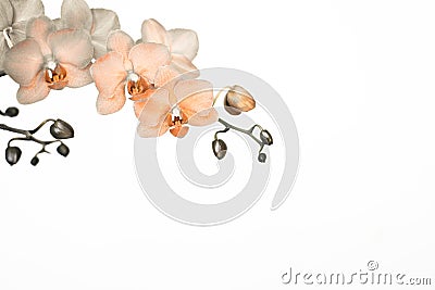 Orchid branche in surreal colors on white background with copy space Stock Photo