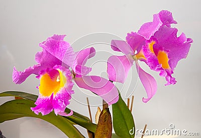 Orchid Cattleya Blc. Trium Phal Coronation Seto home flower. Large pink purple buds. Flowering of a rare variety of Stock Photo
