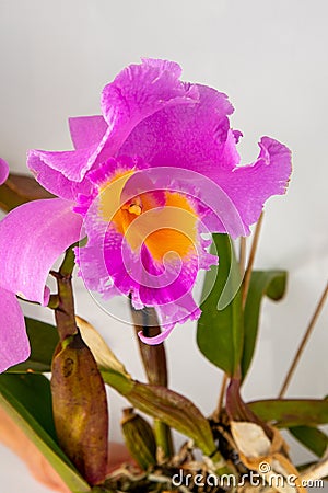 Orchid Cattleya Blc. Trium Phal Coronation Seto home flower. Large pink purple buds. Flowering of a rare variety of Stock Photo