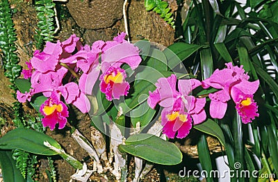 ORCHIDEE cattleya Stock Photo