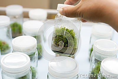 Orchid cell plant tissue culture Stock Photo