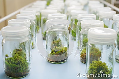 Orchid cell plant tissue culture Stock Photo