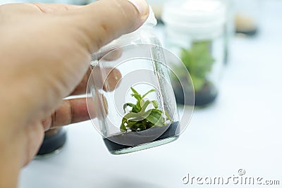 Orchid cell plant tissue culture Stock Photo