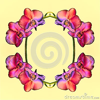 Orchid, Close up and kaleidoscope Stock Photo