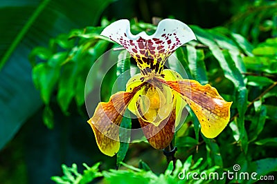 Orchid - closeup Stock Photo