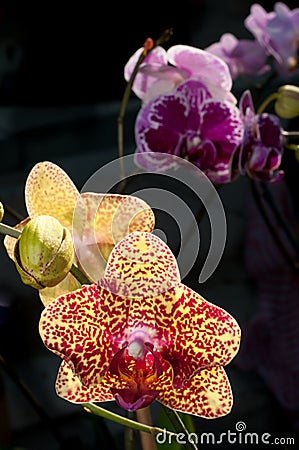 Orchid closup Stock Photo