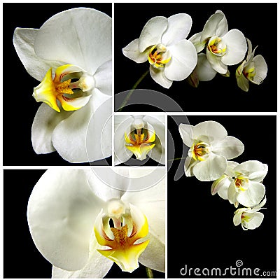 Orchid composition Stock Photo