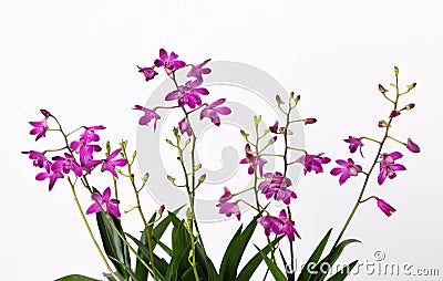 Orchid Dendrobium Berry Oda Stock Photo