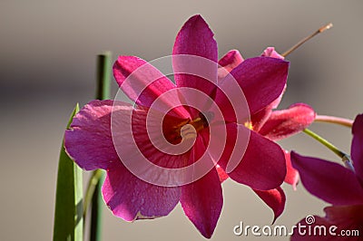 Orchid Dendrobium Berry Oda Pink Red Photograph Of A Single Flower. Nature Orchid Botanical Biology Phytology Flowers Plants Stock Photo