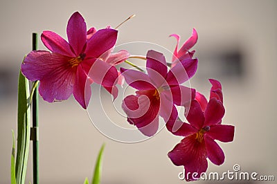 Orchid Dendrobium Berry Oda Pink Red Photograph Of A Stick Replete With Various Flowers. Nature Orchid Botanical Biology Phytology Stock Photo