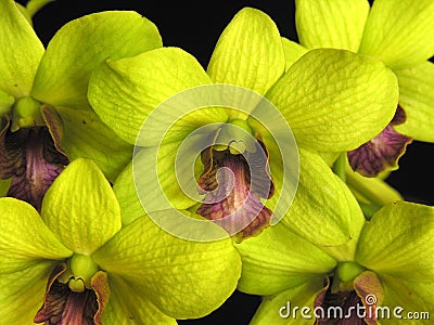 Orchid: Dendrobium green Stock Photo