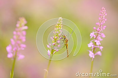 Orchid with dragonfly, Common Fragrant Orchid, Gymnadenia conopsea, flowering European terrestrial wild orchid in nature habitat. Stock Photo