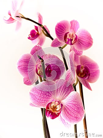 Orchid of falinopsis Stock Photo