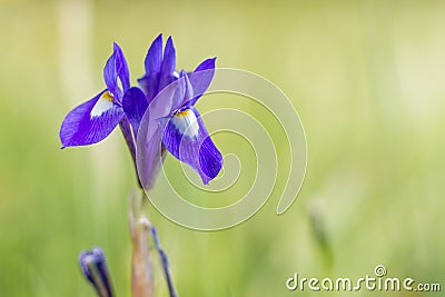 Orchid in the field Stock Photo