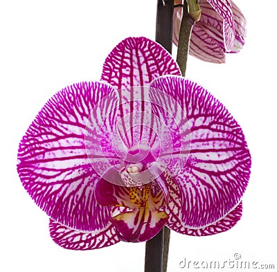 Orchid flower Stock Photo