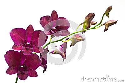 Orchid flower Stock Photo